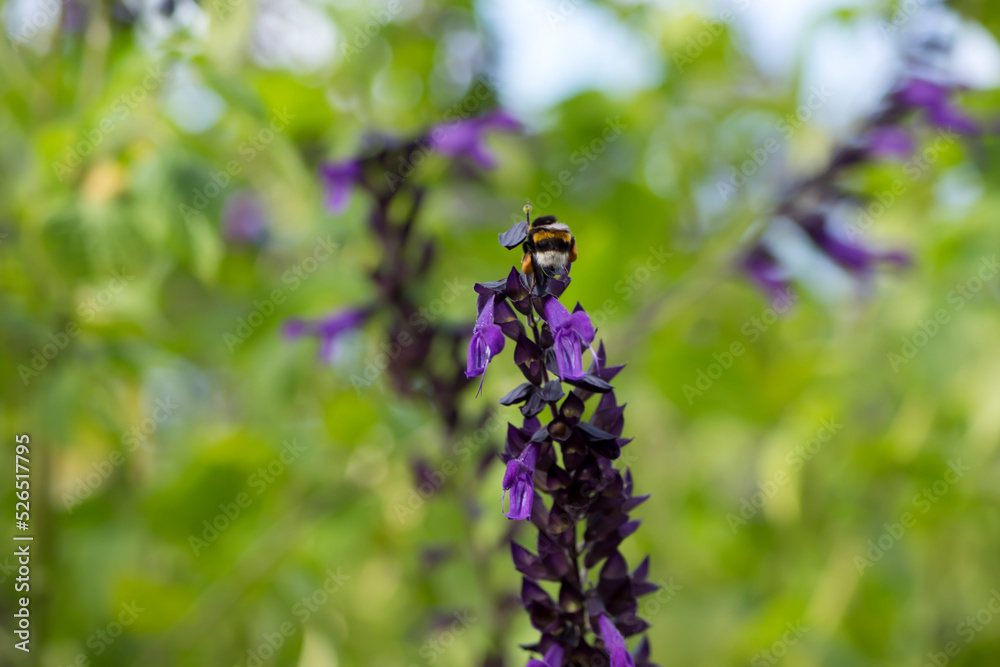 Abeja libando las flores de una salvia amistad Abeja libando las flores de una salvia amistad