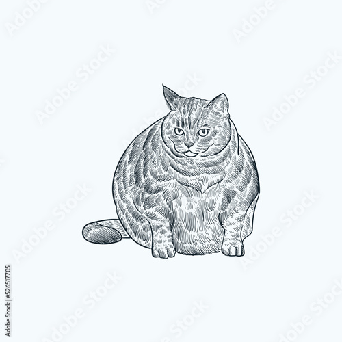 Vintage hand drawn sketch fat cat