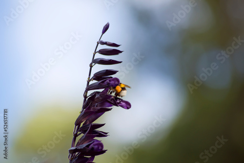 Salvia amistad y abeja libando sus flores photo