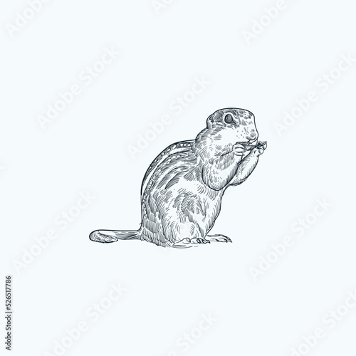 Vintage hand drawn sketch 13 Lined Ground Squirrel