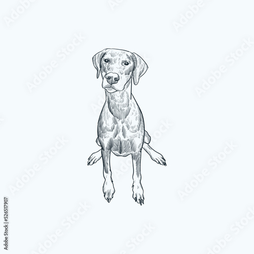 Vintage hand drawn sketch Doberman Pinscher dog