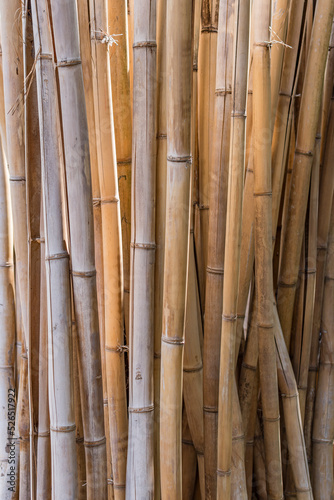 Vertical background image of a stand of living bamboo  the plants  golden stems warm and peaceful.