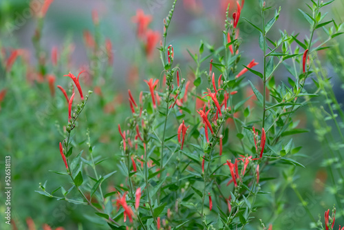 Anisacanthus, often referred to as Hummingbird bush or Flame acanthus, grows tall and brings long-lasting color to the garden.