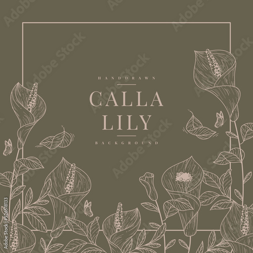 handdrawn calla lily background vector template