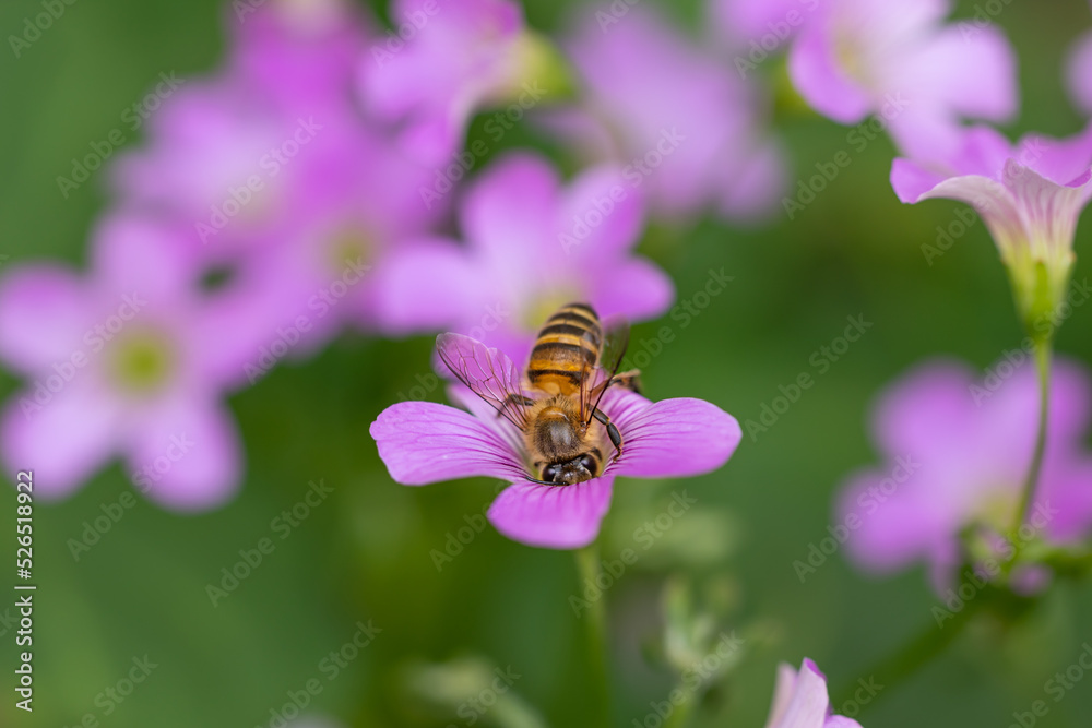 bee on a flower