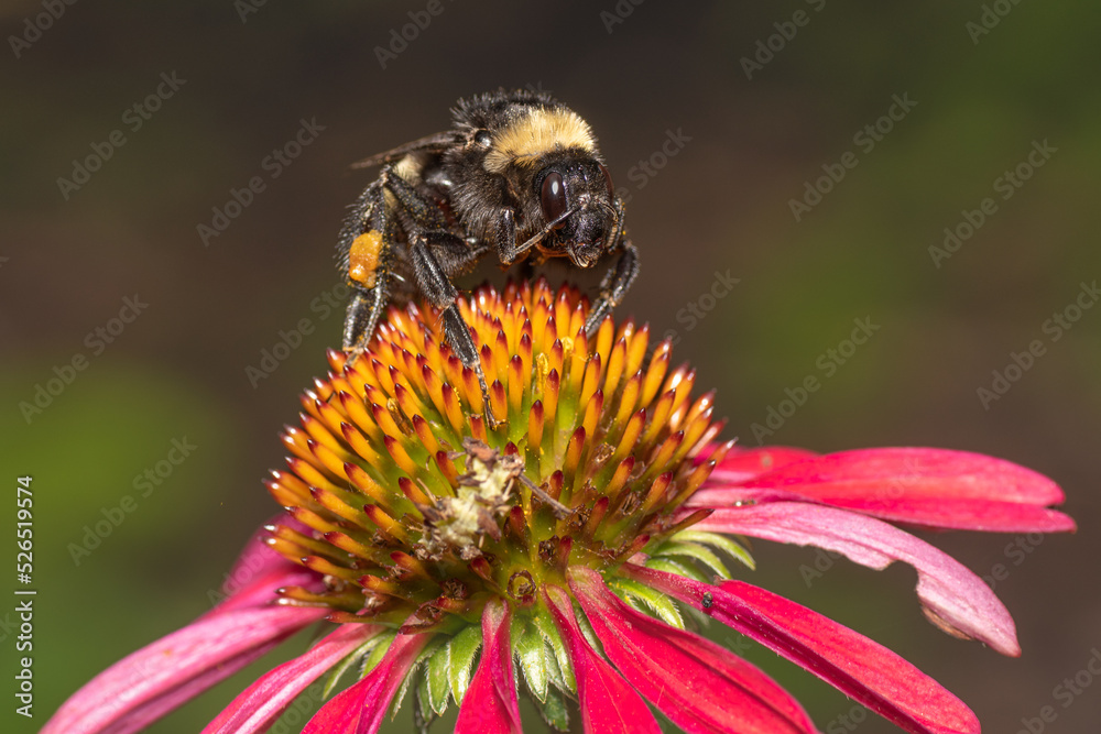 Bumble bee cleaning its face while standing on a red coneflower (echiinacea). Bumble bee cleaning its face while standing on a red coneflower (echiinacea).