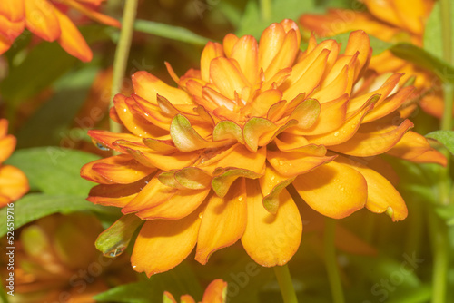 Fototapeta Naklejka Na Ścianę i Meble -  Close-up of the flower head of an orange zinnia blossom.