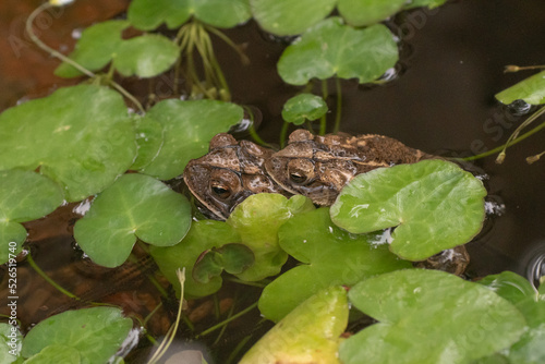 Two toads mating in a garden pond.