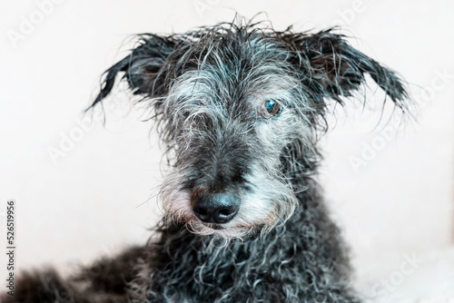 Portrait of mixed breed senior dog bedlington terrier after bathing with wet fur pet care washing dogs