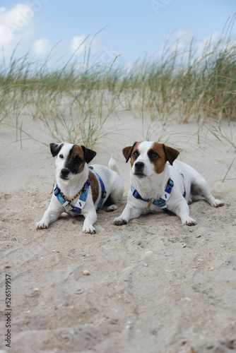 jack russell terrier on the beach