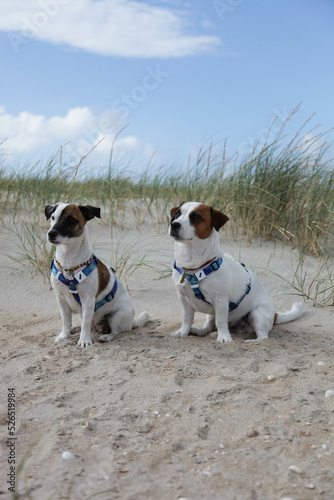 jack russell terrier on the beach