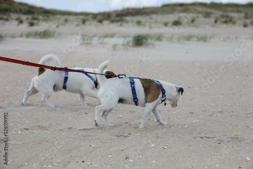 jack russell terrier on the beach