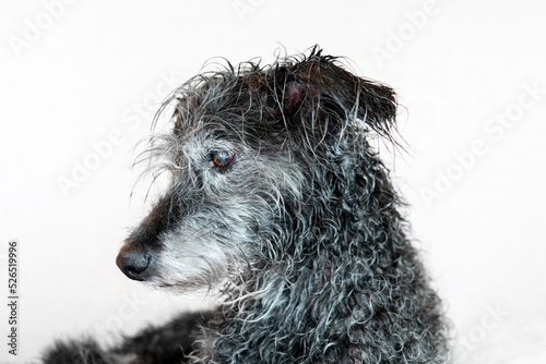 Sticker Portrait of mixed breed senior dog bedlington terrier after bathing with wet fur