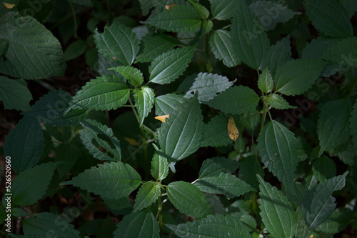Sun shining on thin-leaf foliage on the forest floor