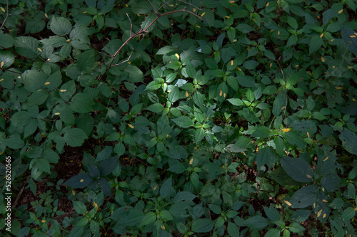 Green summer foliage on the forest floor