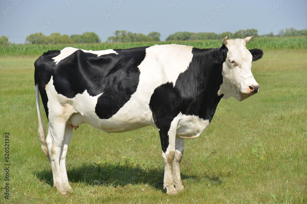 牛, 放牧, 家畜, 動物, 農業, 牛乳, 牧草地