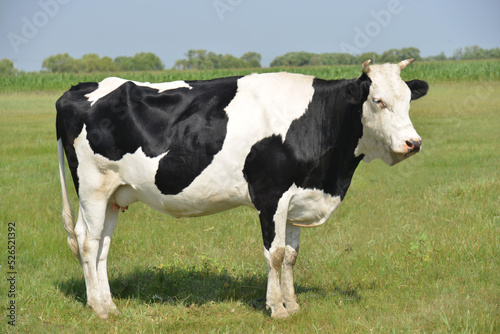 牛, 放牧, 家畜, 動物, 農業, 牛乳, 牧草地 © jianjun