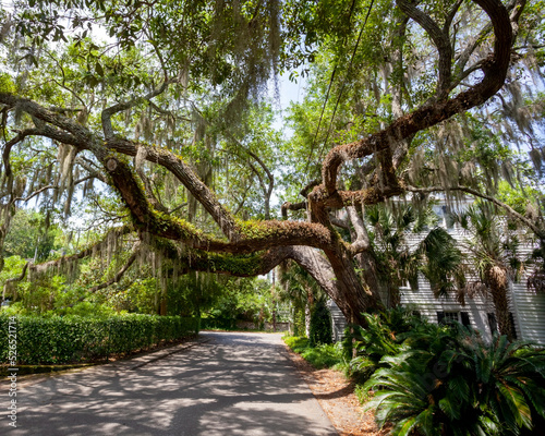 Beaufort, South Carolina live oak with Spanish moss photo