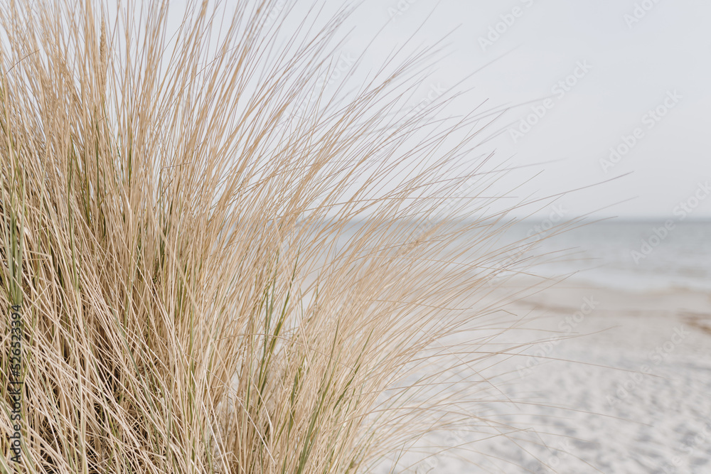Sand dunes with beach grass. Grass on the beach - obrazy, fototapety, plakaty 