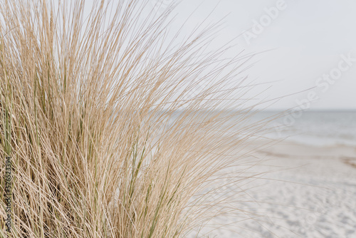 Sand dunes with beach grass. Grass on the beach