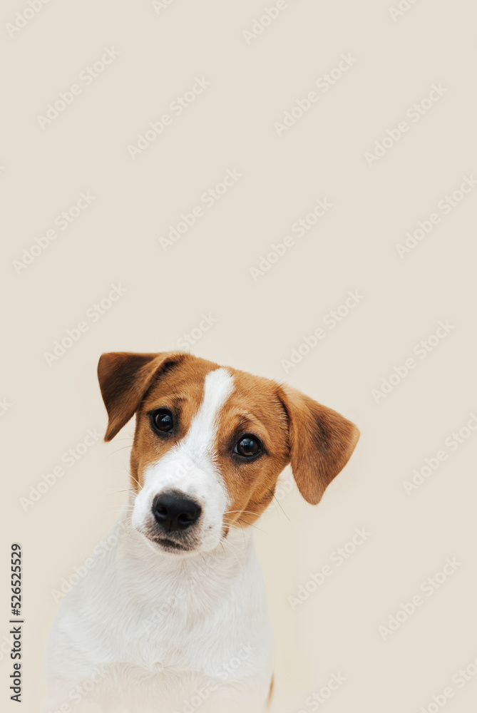 Dog Jack Russell Terrier sits on a beige background. Funny Jack Russell Terrier puppy, copy space