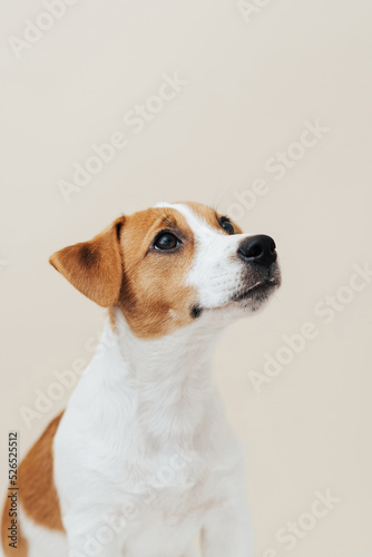 Dog Jack Russell Terrier sits on a beige background. Funny Jack Russell Terrier puppy, copy space © Anna