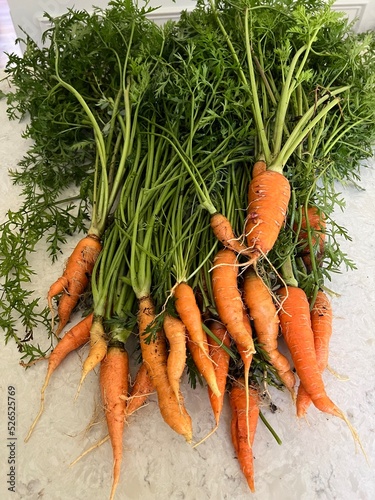 Bunch of organic carrots and carrot tops on a table after a garden harvest