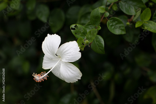 Beautiful Chinese hibiscus White Flower photo