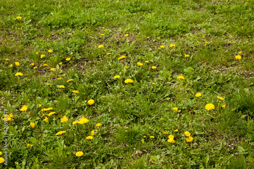 yellow dandelions among lush green grass