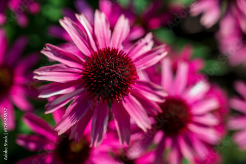 Close-up flower of a pink Echinacea.