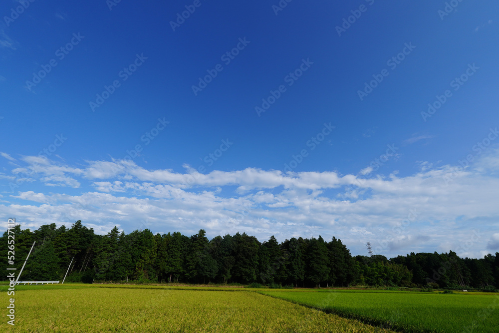 稲刈り間近/青空/雲/田(田んぼ)1 稲刈り間近/青空/雲/田(田んぼ)1