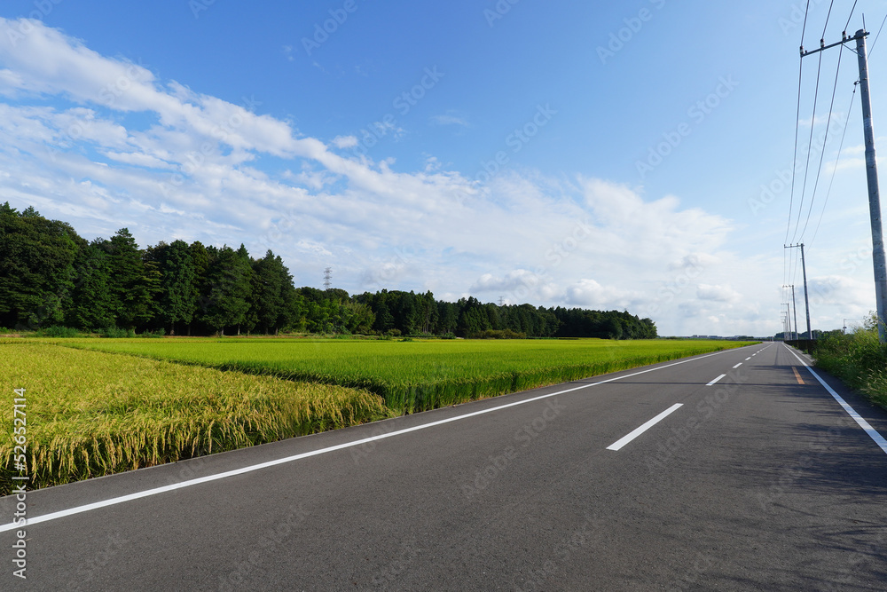 Fototapeta premium 稲刈り間近/青空/雲/田（田んぼ）1