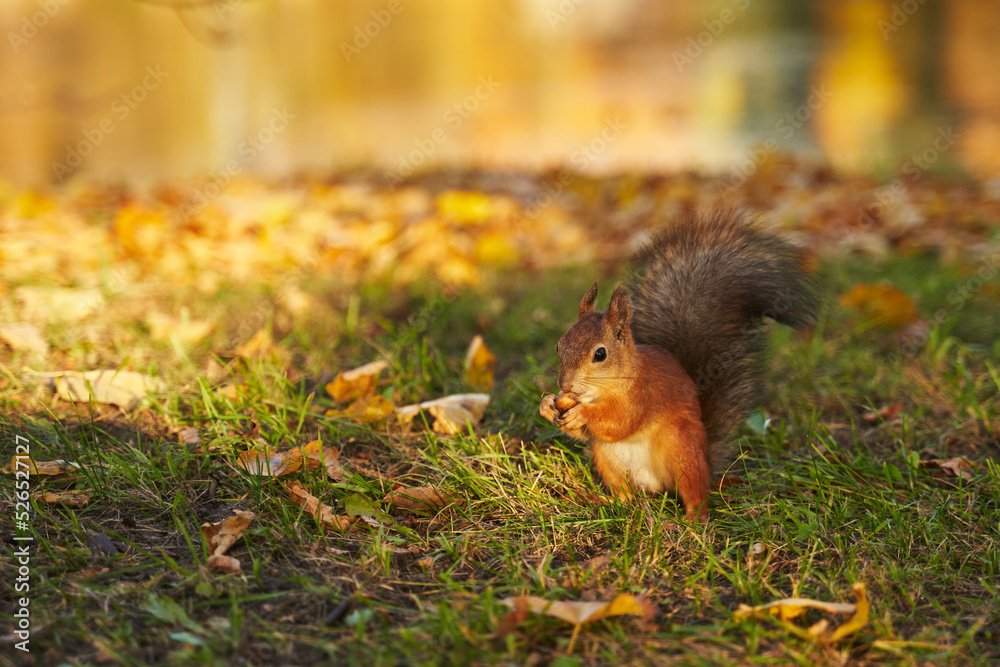 red squirrel in a clearing in the park with a nut in its paws in beautiful sunlight. around fallen yellow leaves. beautiful autumn background. red squirrel in a clearing in the park with a nut in its paws in beautiful sunlight. around fallen yellow leaves. beautiful autumn background.