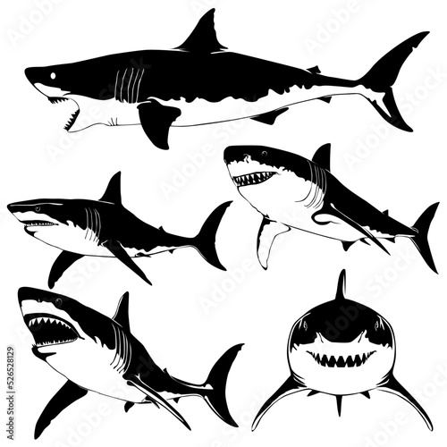 Vector illustration of sharks and fish