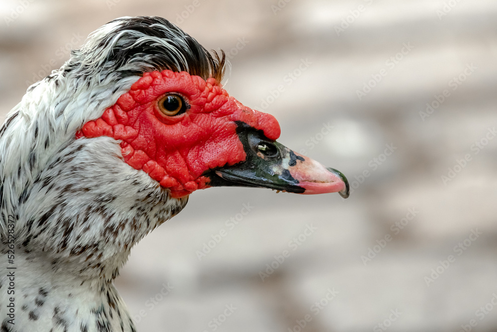 close up of a duck