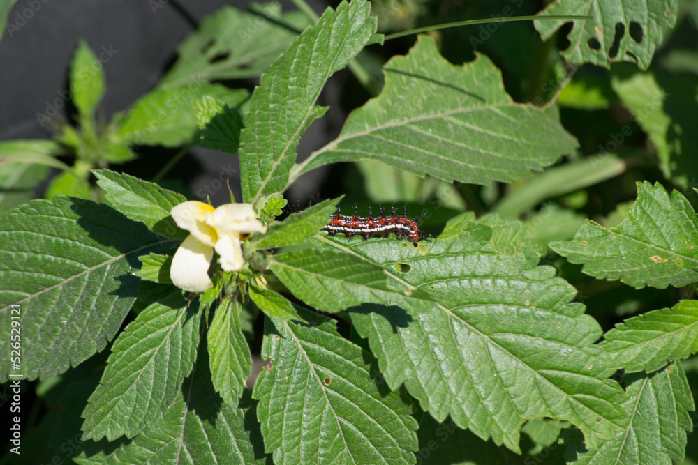 Leaves of the Chanana plant (Turnera ulmifolia), is a plant of the