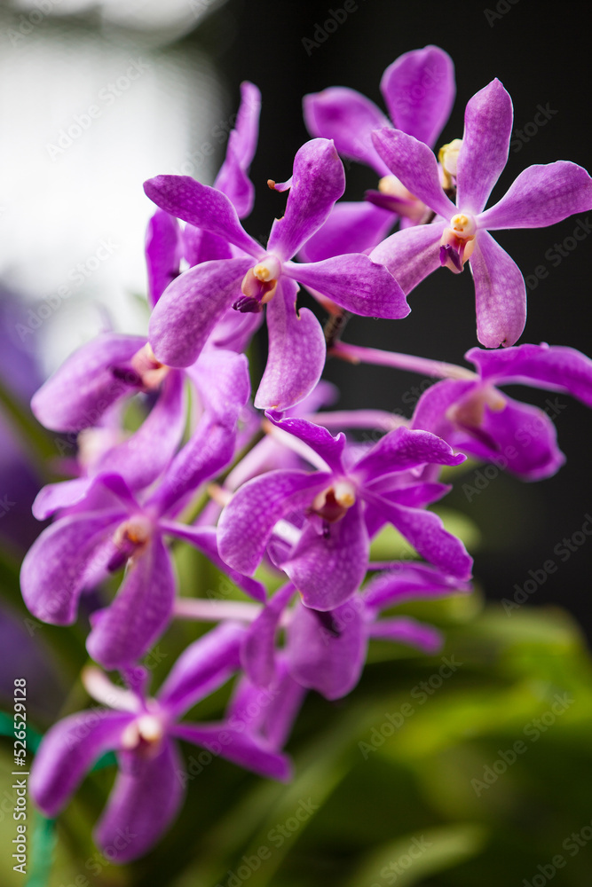 Closeup of one of the beautiful Colombian orchids. Closeup of one of the beautiful Colombian orchids.