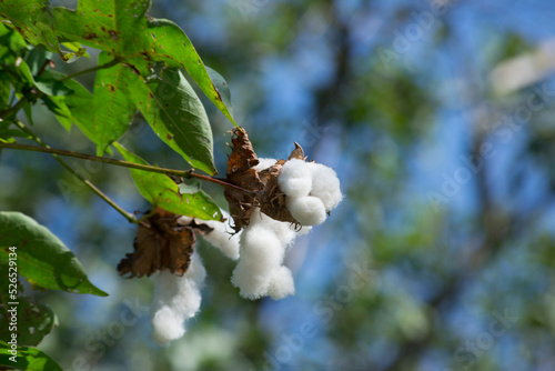 Cotton plant (Gossypium L., Malvaceae family) with leaves and boll where the fruit is ripe.