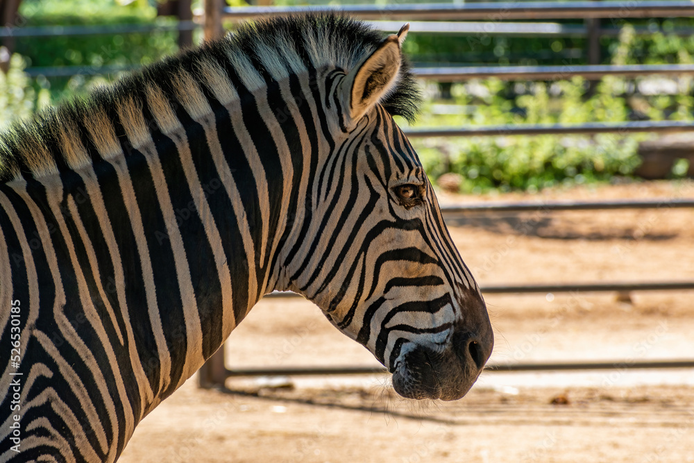 Chapman's zebra (Equus quagga chapmani), head Chapman's zebra (Equus quagga chapmani), head