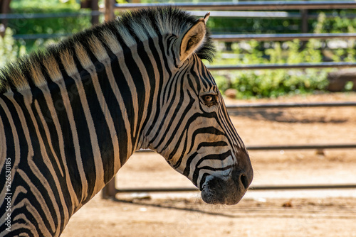 Chapman's zebra (Equus quagga chapmani), head photo