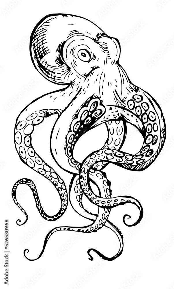 Black and white line drawing octopus. Detailed graphics drawing pattern design element underwater animal. Clip art asian seafood restaurant menu character childrens coloring book dotwork tattoo sketch Black and white line drawing octopus. Detailed graphics drawing pattern design element underwater animal. Clip art asian seafood restaurant menu character childrens coloring book dotwork tattoo sketch