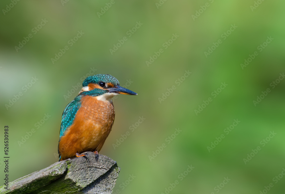 Juvenile Kingfisher perched on a broken fence post Juvenile Kingfisher perched on a broken fence post