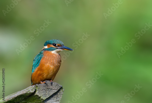 Juvenile Kingfisher perched on a broken fence post