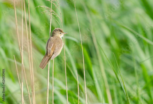 Canvas Print Reed warbler (Acrocephalus scirpaceus) , perched at the top of a reed stem, disp