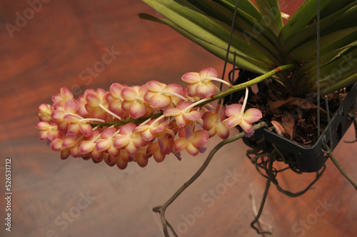 Orchid flowers, A branch of Orchid on wooden background, Orchidaceae, Epiphyte photo