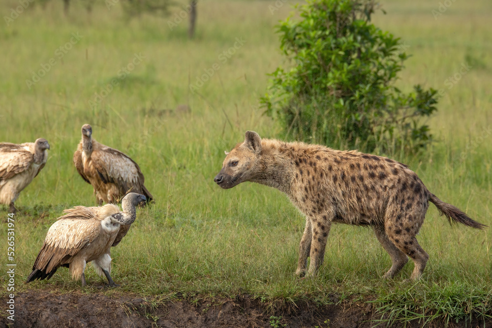 Spotted hyena and White-backed Vultures looking at each other in the African bush of Masai Mara National park Kenya. Wildlife on Safari