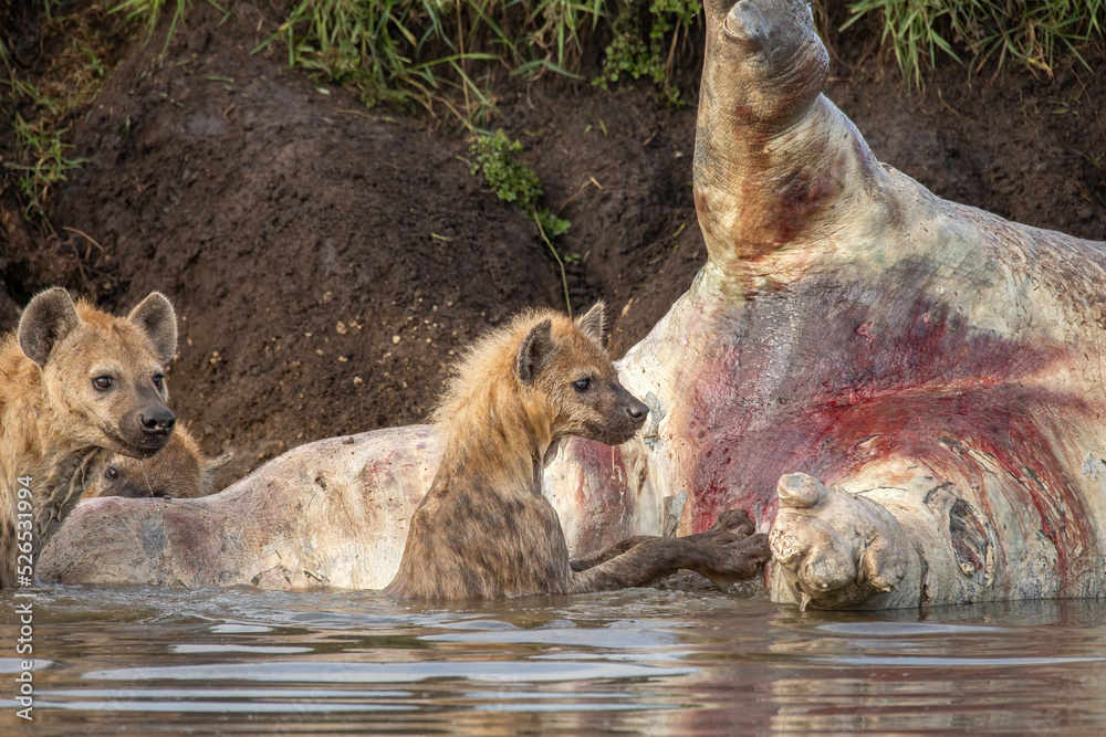 Obraz premium Spotted hyenas in the water by a floating hippo carcass in Maasai Mara National Reserve. Wildlife on safari