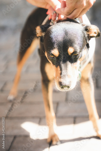 Hund, Haustier, Tier, Welpe, Terrier photo