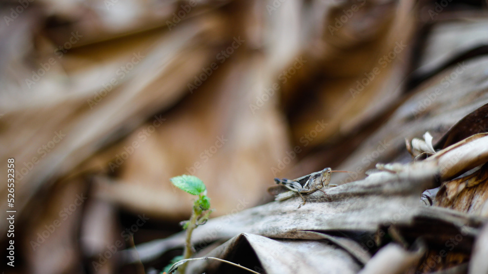Naklejka premium close up grasshopper