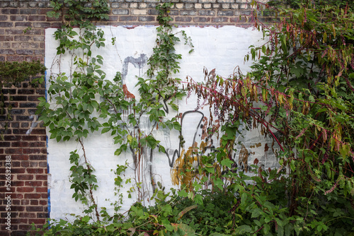 Fotografia An old brick wall painted over with plants and vines.